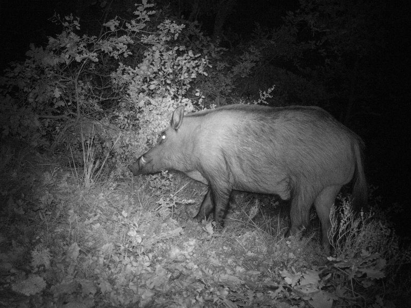 sanglier de nuit